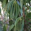 8oz Madagascar Organic Vanilla Beans Grade A. Certified USDA Organic. Fresh 6"-8" for Cooking, Baking and Extract by FITNCLEAN VANILLA| 0.5 lb Bulk NON-GMO Whole Bourbon Gourmet Pods. view 3