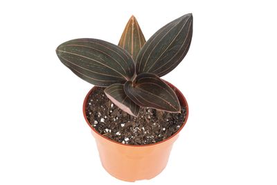 Black Jewel Orchid (Ludisia discolor): A Stunning Orchid with Velvety Dark Leaves and Intricate Veining 4 inch Pot from California Tropicals