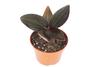 Black Jewel Orchid (Ludisia discolor): A Stunning Orchid with Velvety Dark Leaves and Intricate Veining 4 inch Pot from California Tropicals view 1