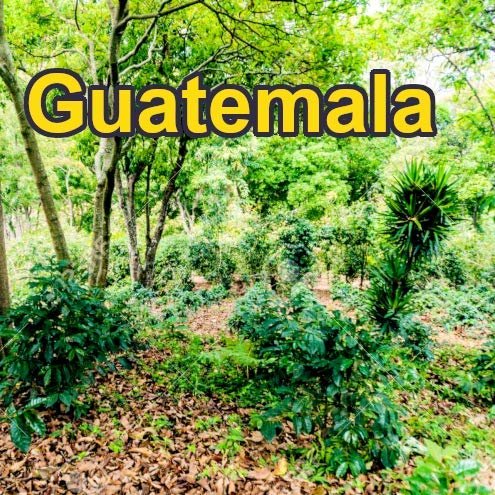 Guatemalan 16oz, Dark Roast, Whole bean