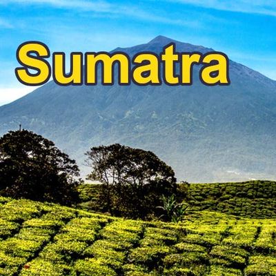 Sumatra 16oz, Dark Roast, Whole bean