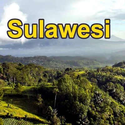 Sulawesi 16oz, Dark Roast, Whole Bean