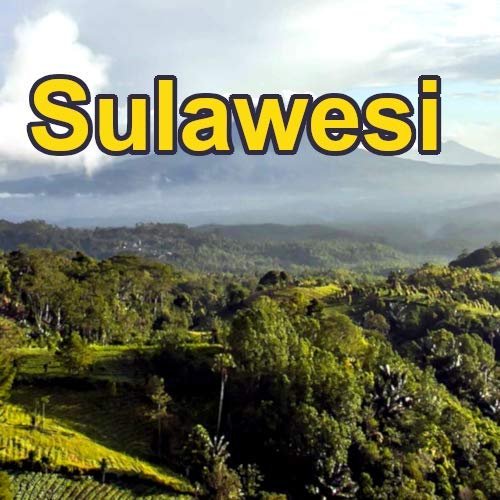 Sulawesi 16oz, Dark Roast, Whole Bean