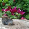 1 DENDRITIC Agate - Ethically Sourced, Tumbled Stone 1 Inch view 3