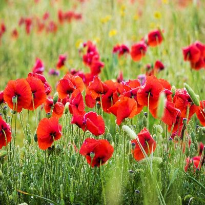 Posterazzi PDDEU16TEG1329LARGE Poppies, Olive Groves and Vineyards in Spring Photo Print, 24 x 36, Multi