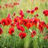 Posterazzi PDDEU16TEG1329LARGE Poppies, Olive Groves and Vineyards in Spring Photo Print, 24 x 36, Multi view 1
