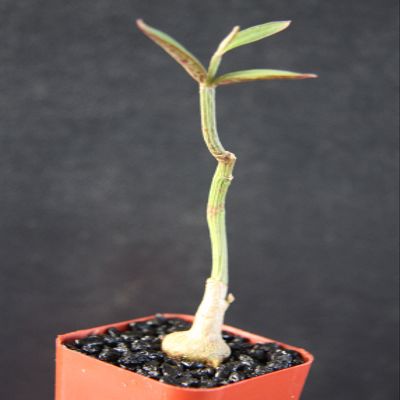 Toyensnow - Monadenium Rubellum Exotic Rare Cactus Aloe Cacti Caudex Euphorbia Bonsai (2" Pot)