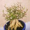 Toyensnow - Monadenium Rubellum Exotic Rare Cactus Aloe Cacti Caudex Euphorbia Bonsai (2" Pot) view 2