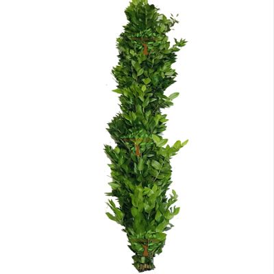 3 Feet Fresh Garland Myrtle for a Small Table Runner, Weddings, Backdrop