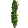 3 Feet Fresh Garland Myrtle for a Small Table Runner, Weddings, Backdrop view 1