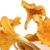 Dried Chanterelle Mushrooms, Premium Grade (2oz) view 1
