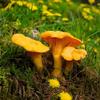 Dried Chanterelle Mushrooms, Premium Grade (2oz) view 2