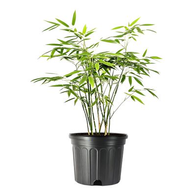Bamboo Fernleaf | 1 Large Trade Gallon Size Plant | Bambusa multiplex | Clumping Bamboo Privacy Screen | Fast Growing Hedge Windbreak Gardens Walkways Borders Decorative Accent Garden Feature Zone