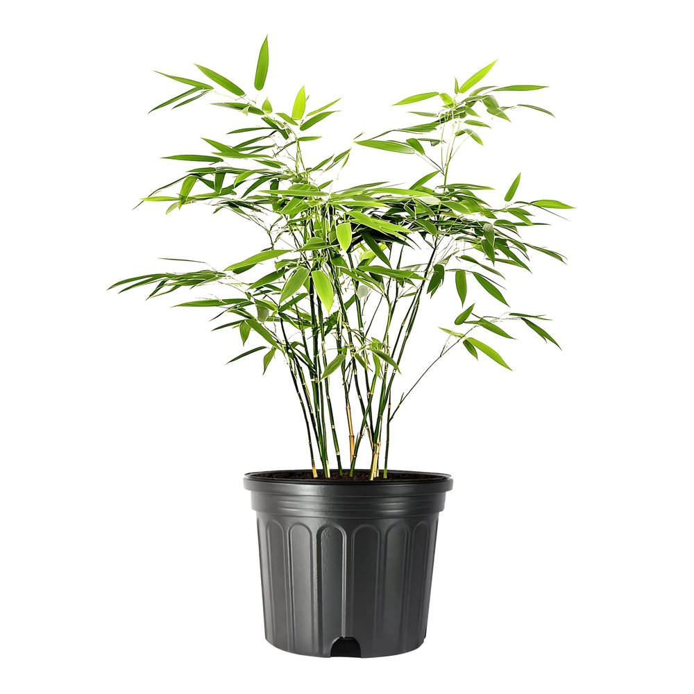 Bamboo Fernleaf | 1 Large Trade Gallon Size Plant | Bambusa multiplex | Clumping Bamboo Privacy Screen | Fast Growing Hedge Windbreak Gardens Walkways Borders Decorative Accent Garden Feature Zone