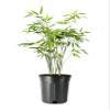 Bamboo Fernleaf | 1 Large Trade Gallon Size Plant | Bambusa multiplex | Clumping Bamboo Privacy Screen | Fast Growing Hedge Windbreak Gardens Walkways Borders Decorative Accent Garden Feature Zone view 1