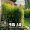 Bamboo Fernleaf | 1 Large Trade Gallon Size Plant | Bambusa multiplex | Clumping Bamboo Privacy Screen | Fast Growing Hedge Windbreak Gardens Walkways Borders Decorative Accent Garden Feature Zone view 3
