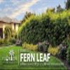 Bamboo Fernleaf | 1 Large Trade Gallon Size Plant | Bambusa multiplex | Clumping Bamboo Privacy Screen | Fast Growing Hedge Windbreak Gardens Walkways Borders Decorative Accent Garden Feature Zone view 4