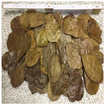 1000 Indian Almond Leaves 2,5-5 inch Pesticide Free
