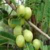 2x150 g Dried Fruit Indian Gooseberry Tamarind Preserved Sweet Sour Emblica view 4