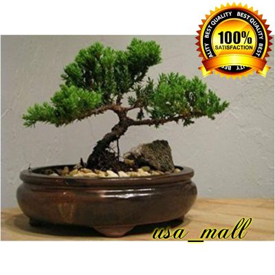 Zen Juniper Bonsai Tree Live Flowering Plant House Indoor Garden Houseplant Xmas