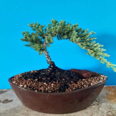 Bonsai Tree Zen Juniper Little Live Nature Japanese Pot Indoor Plant Desk Xmas