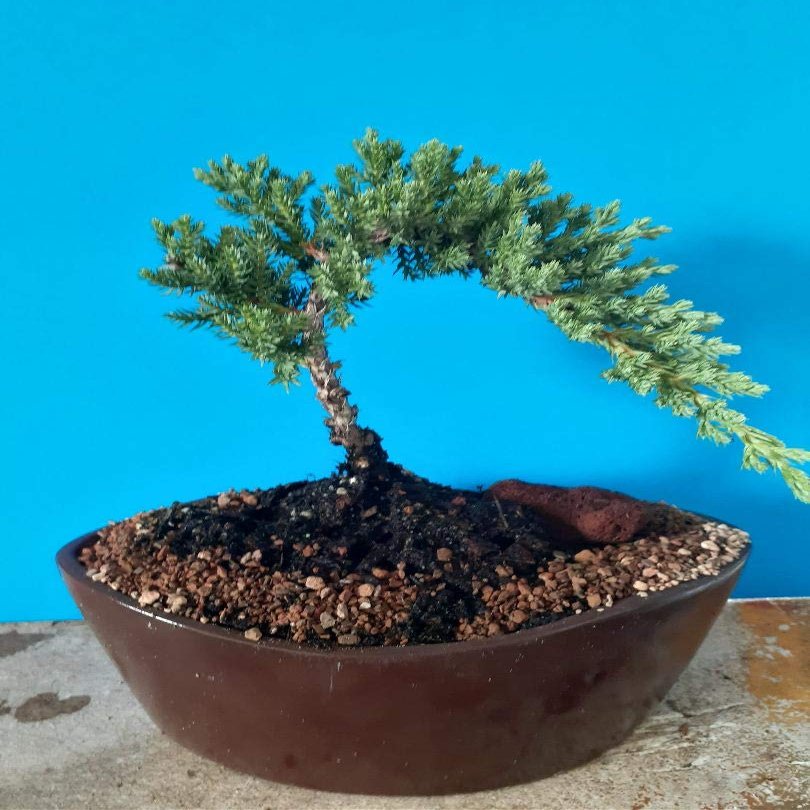 Bonsai Tree Zen Juniper Little Live Nature Japanese Pot Indoor Plant Desk Xmas