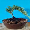Bonsai Tree Zen Juniper Little Live Nature Japanese Pot Indoor Plant Desk Xmas view 1