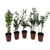 Zen Living Bonsai Assortment - 5 Plants 2" Pots view 1