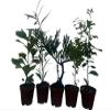 Zen Living Bonsai Assortment - 5 Plants 2" Pots view 2