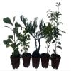 Zen Living Bonsai Assortment - 5 Plants 2" Pots view 3