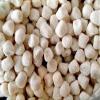 CandyKorner Champagne Bubble Gels | Champagne Bubble Gels 1 Pound ( 16 Ounce ) view 2