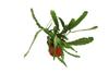 Disocactus Macranthus Golden Orchid - 6'' from California Tropicals view 1