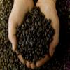 Poverty Bay Coffee Co. Great Bend Blend - Medium Dark Roast - 5lb Bag of Bulk Whole Bean Coffee view 4