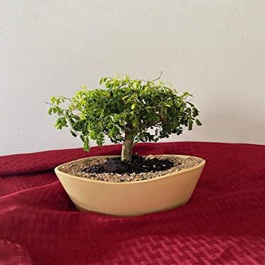 INDOORBONSAIANDEXOTICS Dwarf Rare Bonsai Brazilian RAINTREE