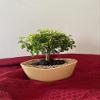 INDOORBONSAIANDEXOTICS Dwarf Rare Bonsai Brazilian RAINTREE view 1