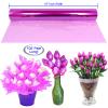 AnapoliZ Cellophane Wrap Roll Lavender | 100 Ft. Long X 16 in. Wide | 2.3 Mil Thick Transparent Lavender | Gifts, Baskets, Treats, Cellophane Wrapping Paper | Colorful Cello Easter, Spring Color view 2