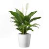 American Plant Exchange Peace Lily, Live Spathiphyllum Plant, Indoor Flowering Houseplant, 4-Inch Pot, Deco Cover, Easy Care, Low Light, Perfect for Housewarming, Sympathy, or Party Gift view 1