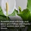 American Plant Exchange Peace Lily, Live Spathiphyllum Plant, Indoor Flowering Houseplant, 4-Inch Pot, Deco Cover, Easy Care, Low Light, Perfect for Housewarming, Sympathy, or Party Gift view 3