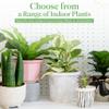 American Plant Exchange Peace Lily, Live Spathiphyllum Plant, Indoor Flowering Houseplant, 4-Inch Pot, Deco Cover, Easy Care, Low Light, Perfect for Housewarming, Sympathy, or Party Gift view 4