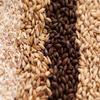 Easy Blonde Ale Advanced Homebrew ALL GRAIN 5 Gallon Beer Ingredient Recipe Kit by My Brew Supply view 4