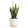 Costa Farms Live Snake Plant, Sansevieria, Easy Care House Plant in Premium Decor Pot, Houseplant in Potting Soil Mix, Succulent Plant Gift for Housewarming, Office and Home Decor, 2-3 Feet Tall view 1
