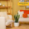 Costa Farms Live Snake Plant, Sansevieria, Easy Care House Plant in Premium Decor Pot, Houseplant in Potting Soil Mix, Succulent Plant Gift for Housewarming, Office and Home Decor, 2-3 Feet Tall view 2