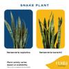 Costa Farms Live Snake Plant, Sansevieria, Easy Care House Plant in Premium Decor Pot, Houseplant in Potting Soil Mix, Succulent Plant Gift for Housewarming, Office and Home Decor, 2-3 Feet Tall view 3