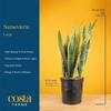 Costa Farms Live Snake Plant, Sansevieria, Easy Care House Plant in Premium Decor Pot, Houseplant in Potting Soil Mix, Succulent Plant Gift for Housewarming, Office and Home Decor, 2-3 Feet Tall view 4