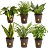 Costa Farms Live Indoor Plant Bundle in Plastic Pots, Easy to Maintain, Air Purifying Houseplants, Assorted Varieties, Room or Home Decor, House Warming Gift, 8-12 Inches Tall, Pack of 6 view 1