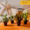 Costa Farms Live Indoor Plant Bundle in Plastic Pots, Easy to Maintain, Air Purifying Houseplants, Assorted Varieties, Room or Home Decor, House Warming Gift, 8-12 Inches Tall, Pack of 6 view 2