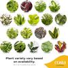 Costa Farms Live Indoor Plant Bundle in Plastic Pots, Easy to Maintain, Air Purifying Houseplants, Assorted Varieties, Room or Home Decor, House Warming Gift, 8-12 Inches Tall, Pack of 6 view 3
