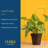 Costa Farms Live Indoor Plant Bundle in Plastic Pots, Easy to Maintain, Air Purifying Houseplants, Assorted Varieties, Room or Home Decor, House Warming Gift, 8-12 Inches Tall, Pack of 6 view 4