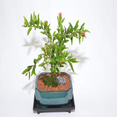 Indoor Bonsai, Dwarf Pomegranate, Flowers, Edible Fruits, Broom Style