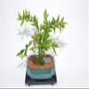 Indoor Bonsai, Dwarf Pomegranate, Flowers, Edible Fruits, Broom Style view 1